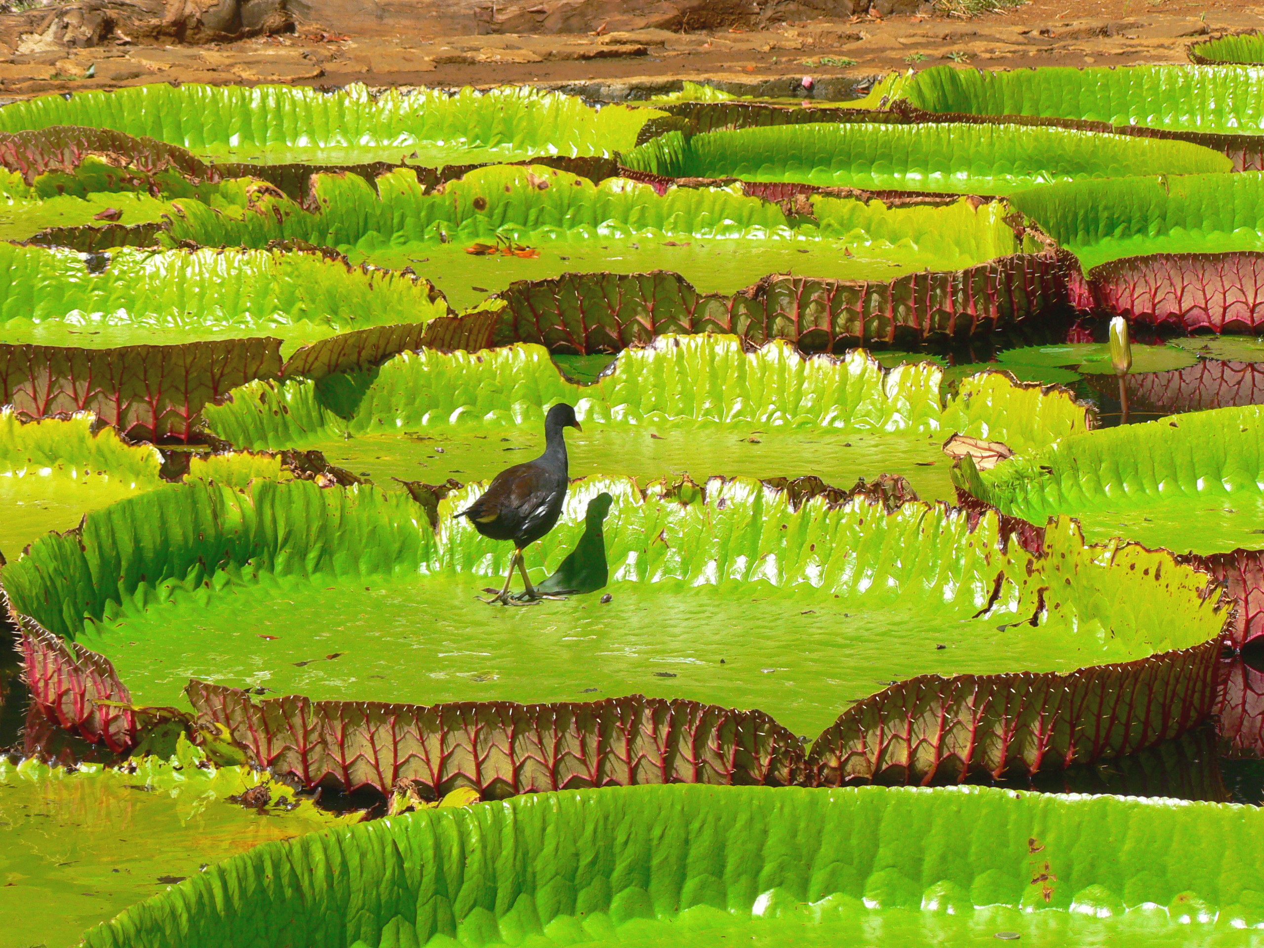 Bird walking across Giant Lilly Pads