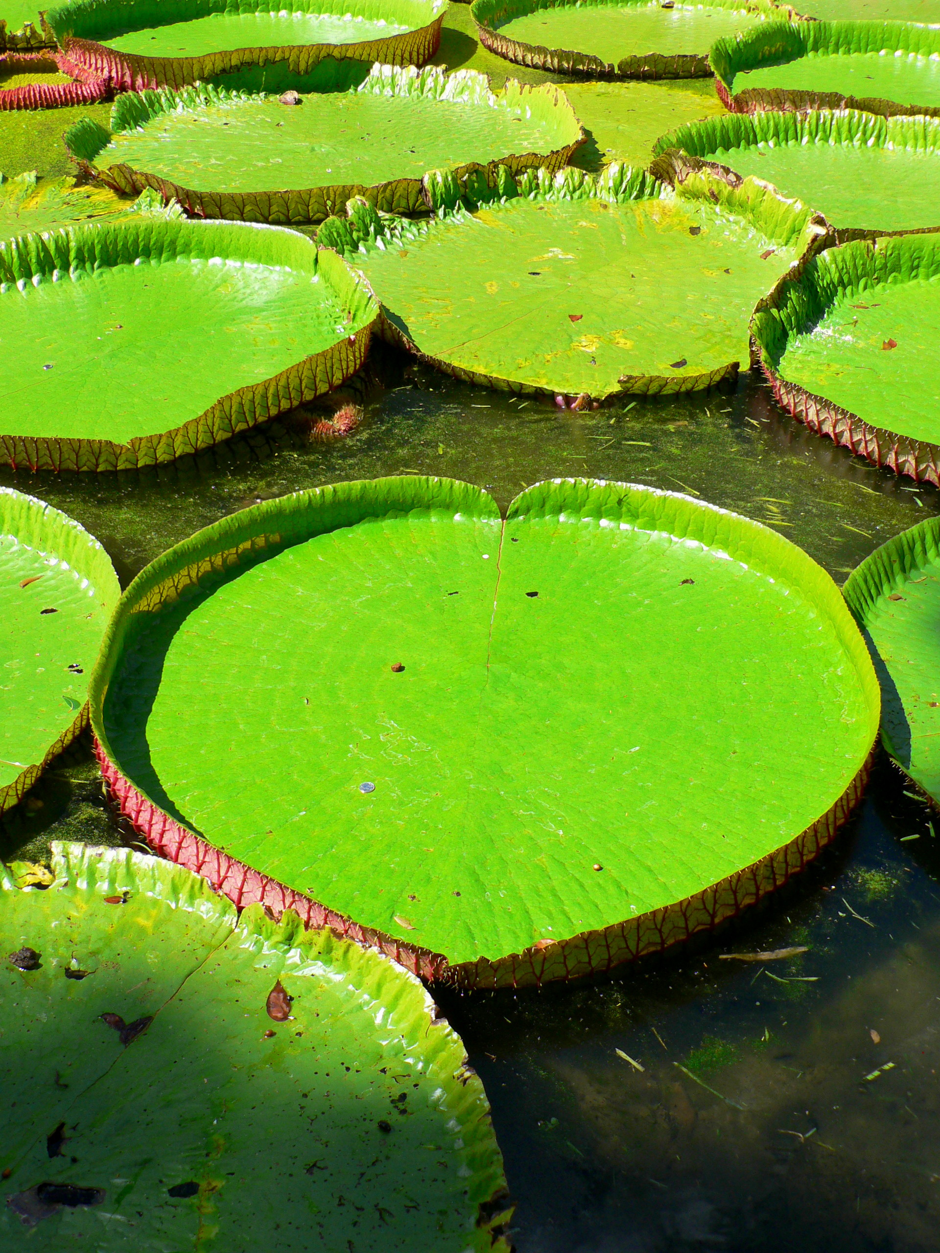 Giant Lilly Pads of Mauritius