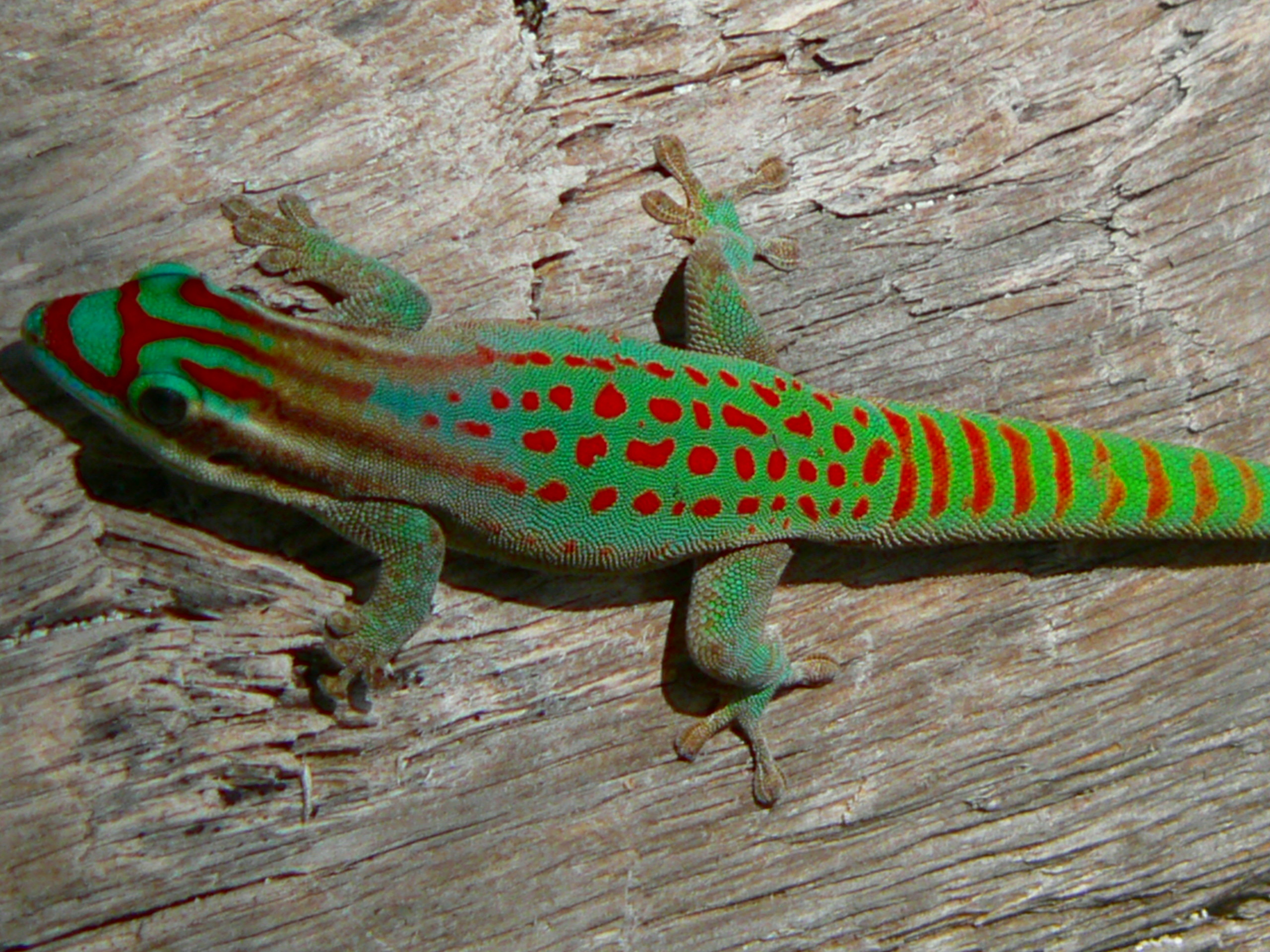Mauritius