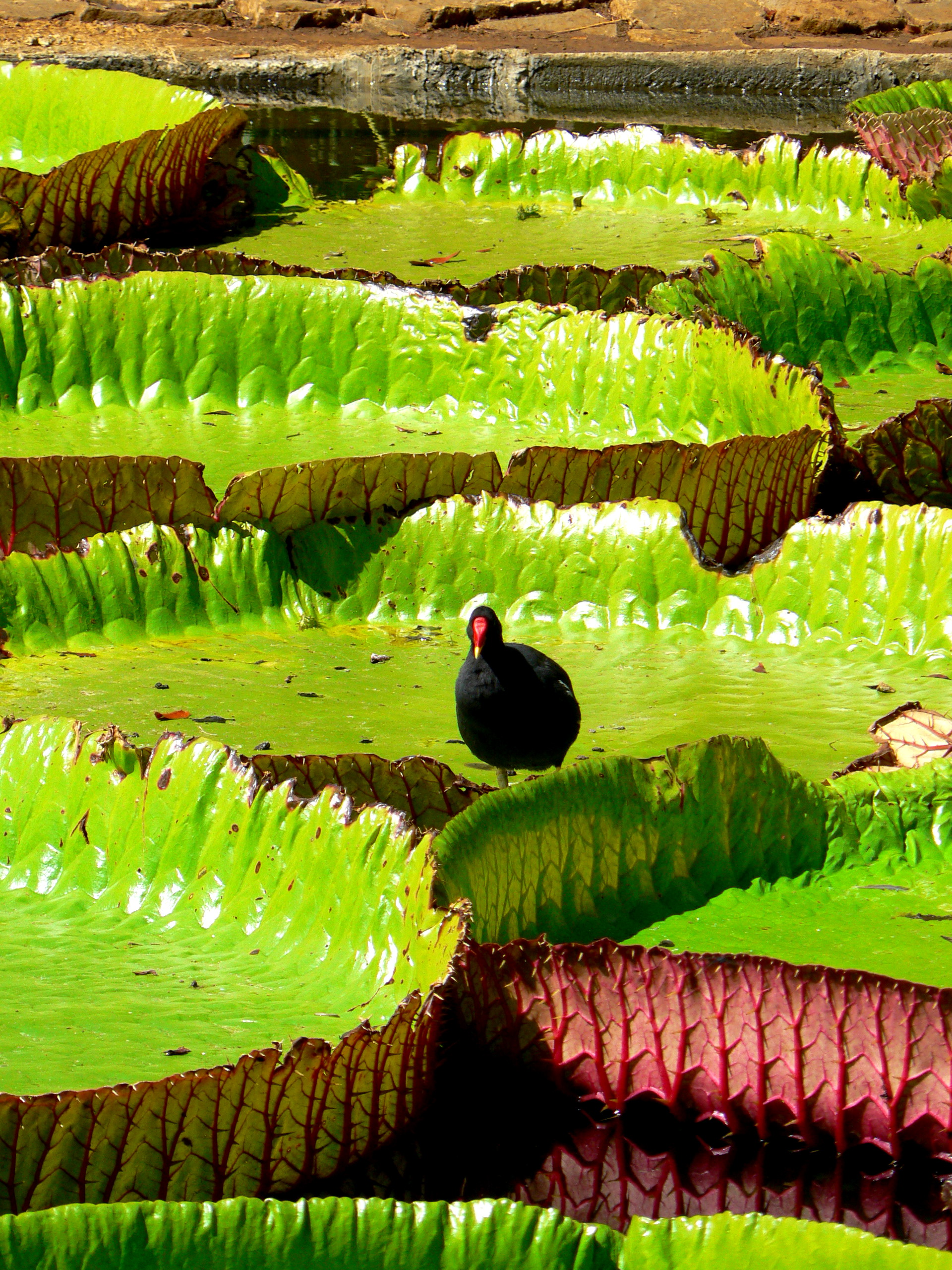 Mauritius